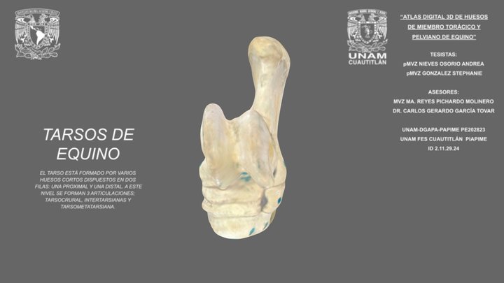 Tarsos de equino 3D Model