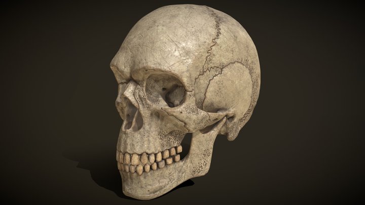 Ancient Skull PBR Workflow 3D Model