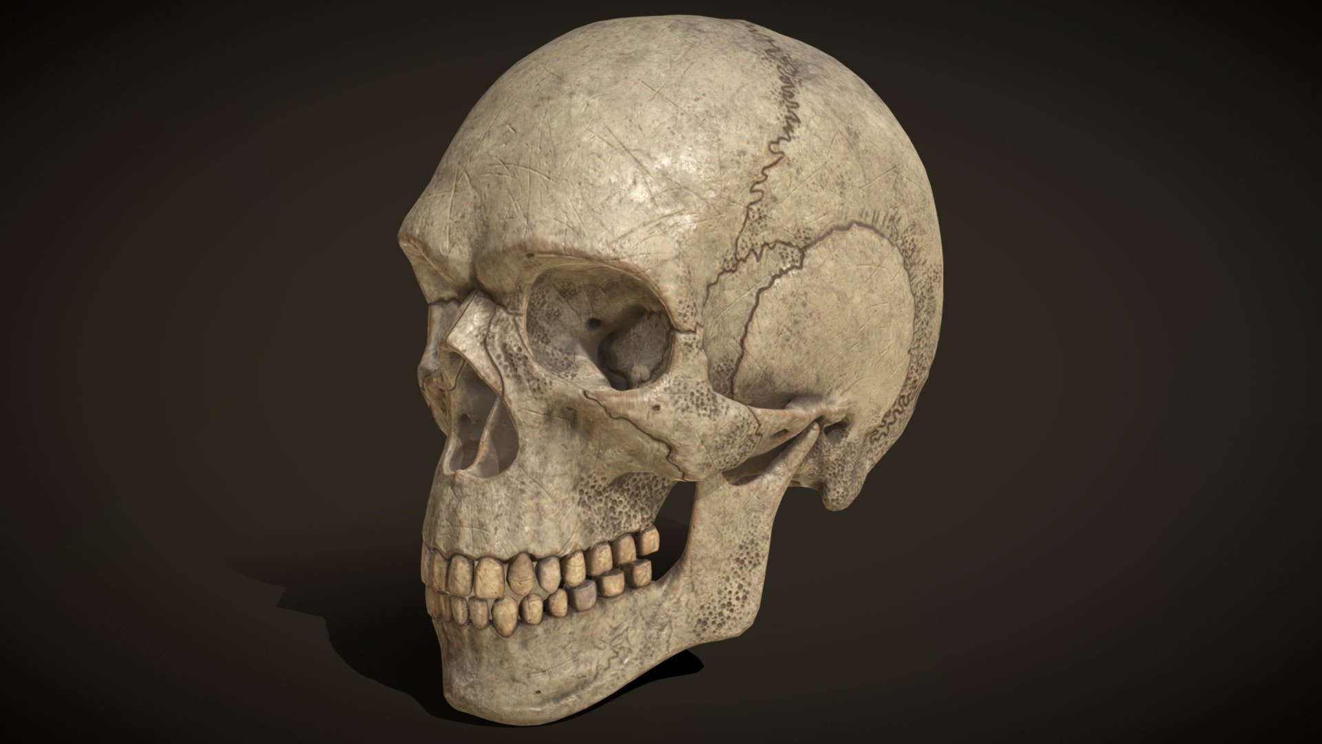 Estación para mi chocar ArtStation - 3D MODELING :-: Ancient Skull Anatomy Study