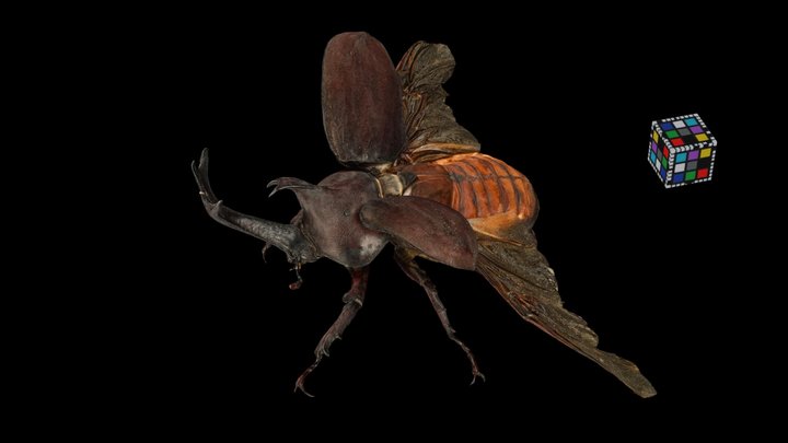 CC0 カブトムシ飛翔 ♂ 70mm, Japanese Rhinoceros Beetle