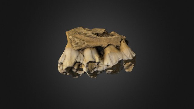 Pig Jaw Fragment 3D Model