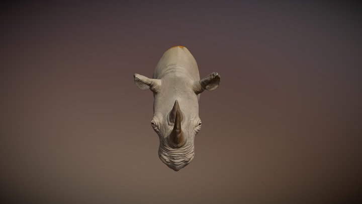 Rhinoceros head 3D Model