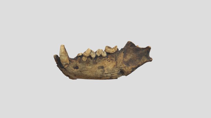 Mandibule d'hyène des cavernes 3D Model
