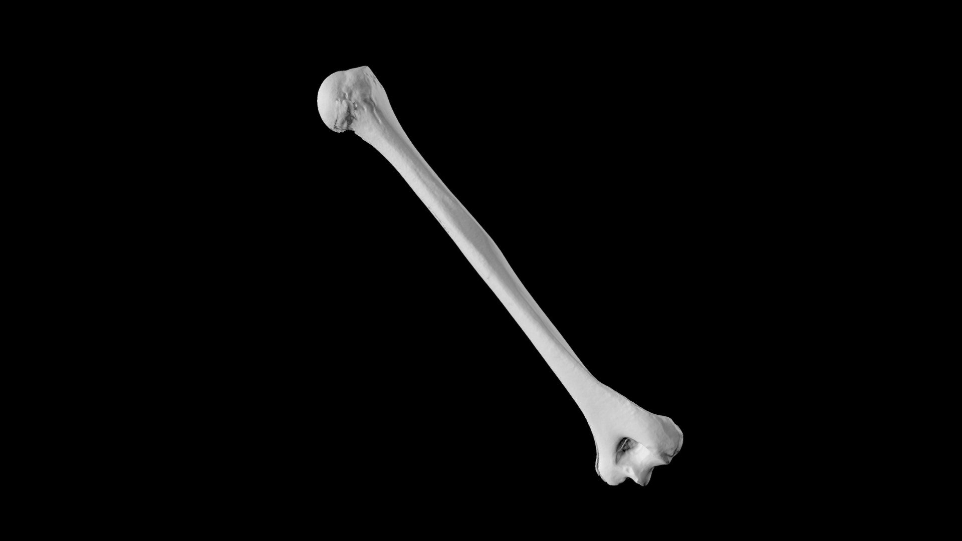 Human Humerus Download Free 3d Model By Eric Bauer Ebauer4 548132d Sketchfab 8809
