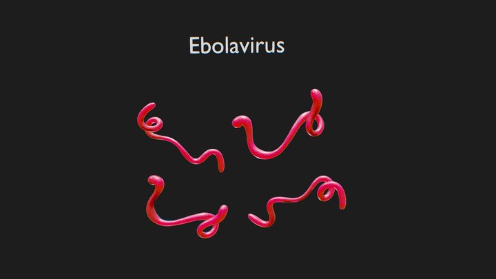 Ebola Virus 3D Model