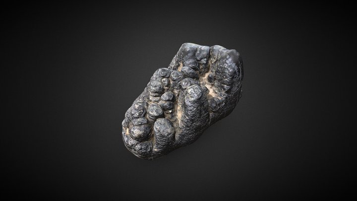 CZI-P049 Segundo molar de leche de mastodonte 3D Model