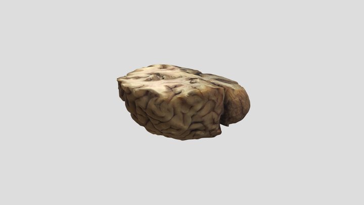 Model_ New Qlone_20230515_075253762 3D Model