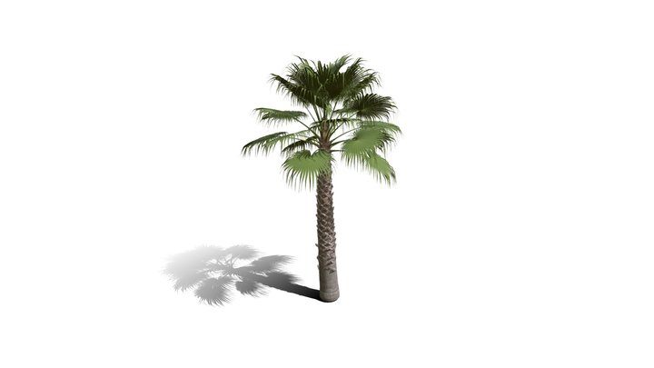 Realistic HD California fan palm (22/25) 3D Model