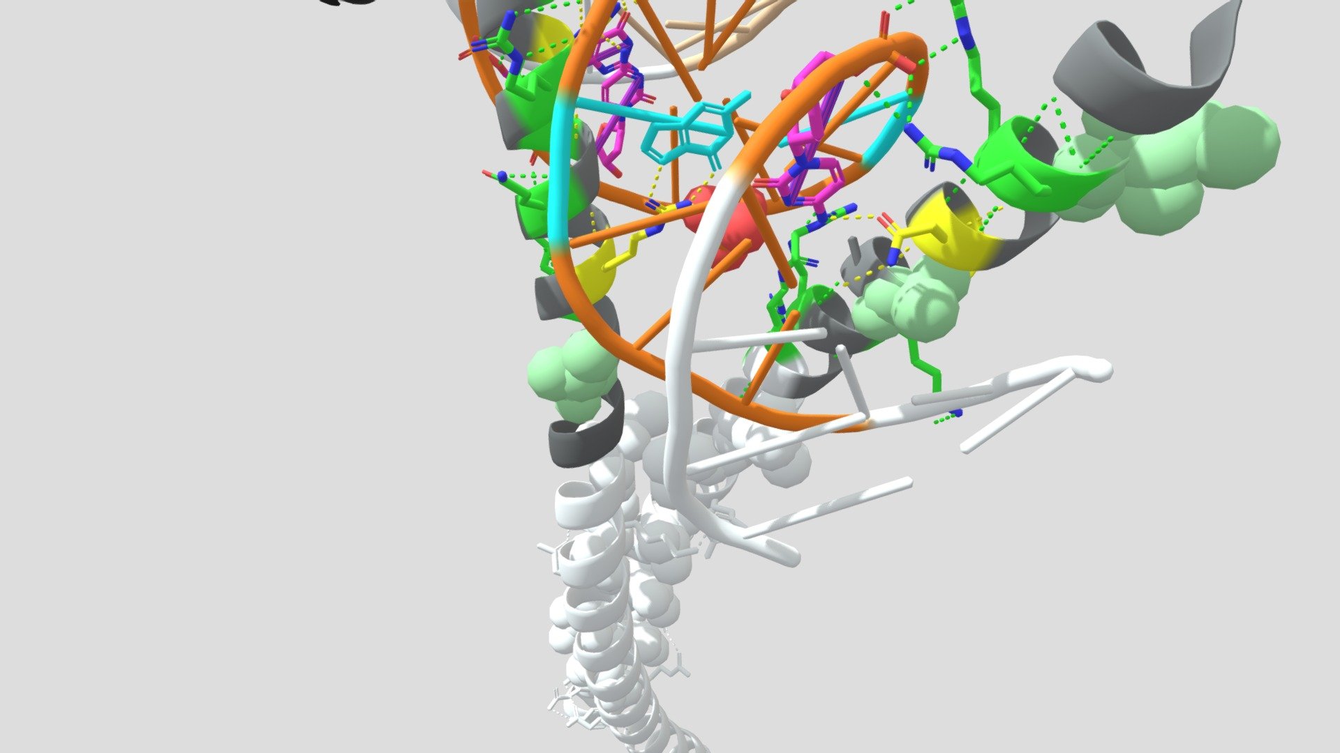 bZIP heterodimeric complex MafB:cFos with DNA - 3D model by Pei Jou ...