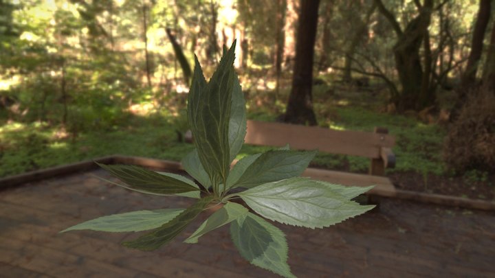 Leaf material test 3D Model
