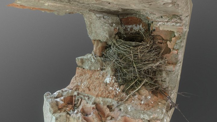 Bird nest in a wall