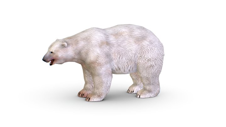 LowPoly Model White Polar Bear 3D Model