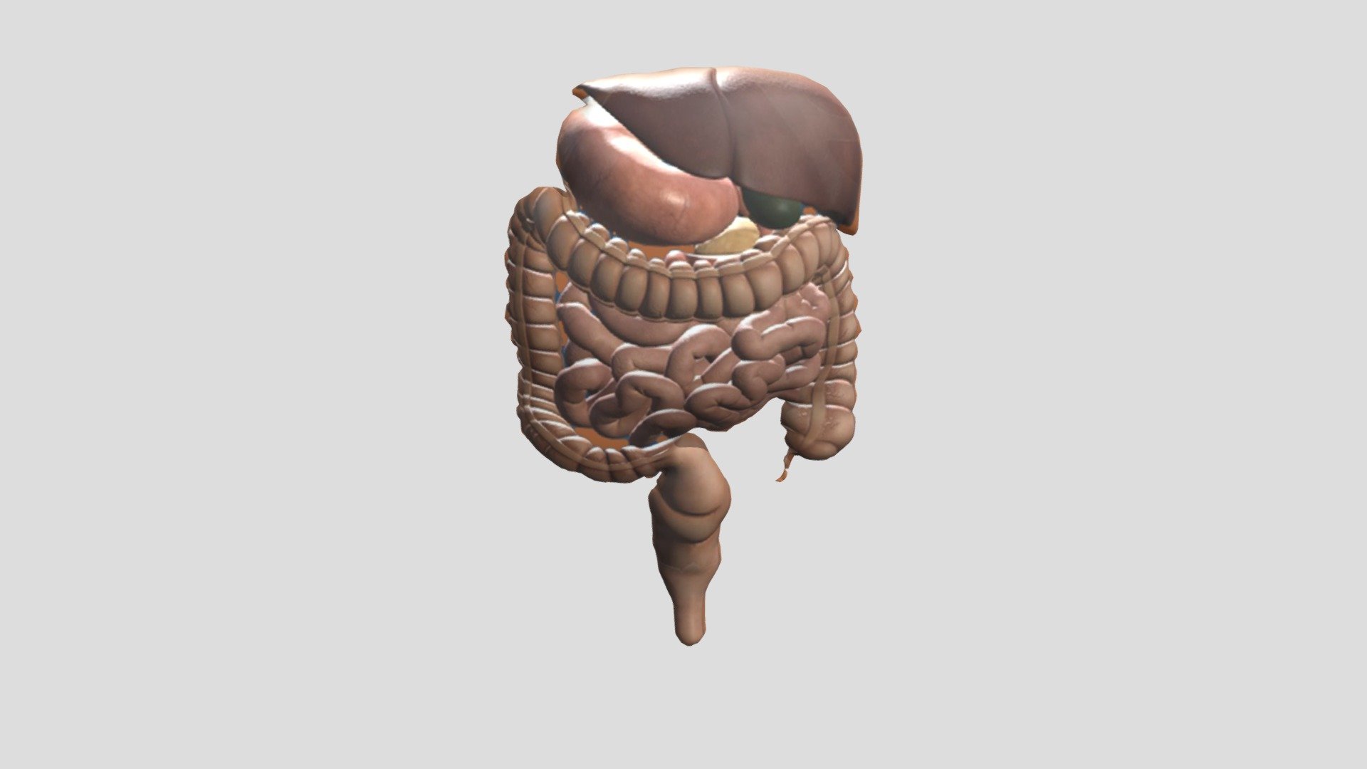 Organ Pencernaan Manusia - 3d Model By 111201912219 [549ea69] - Sketchfab