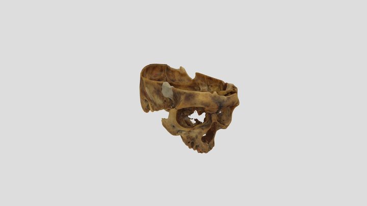 Craneo_1 3D Model