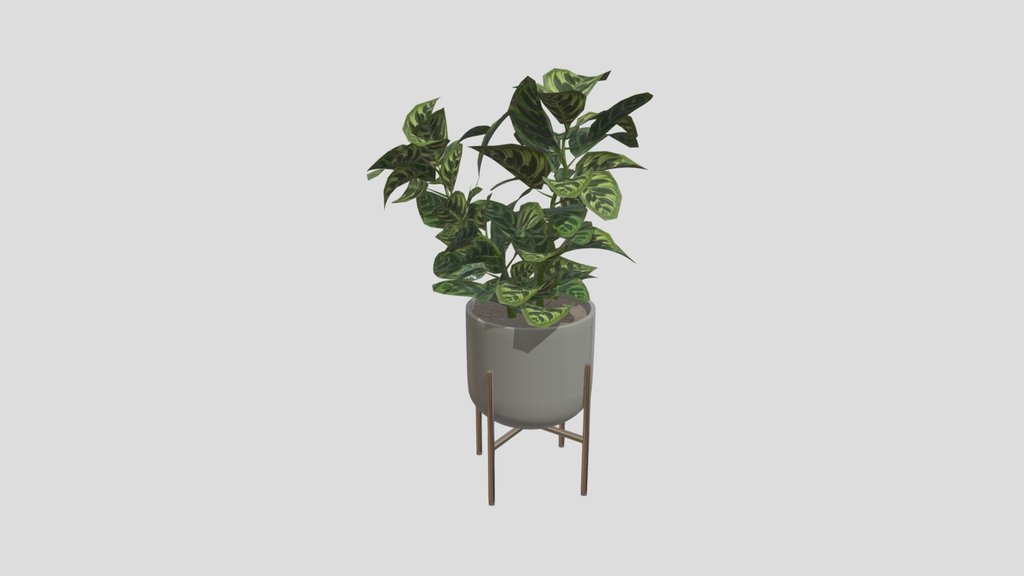 Indoor Plant B