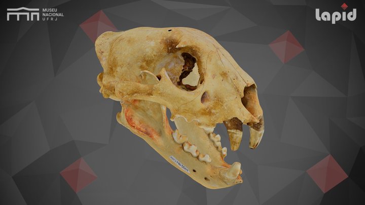 Puma concolor (MN 57641) 3D Model