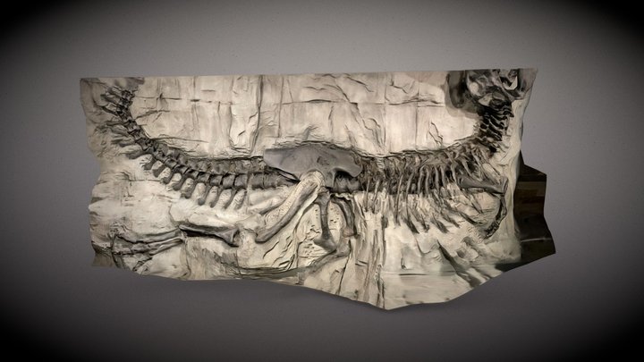 Tyrannosaurus Fossil 3D Model