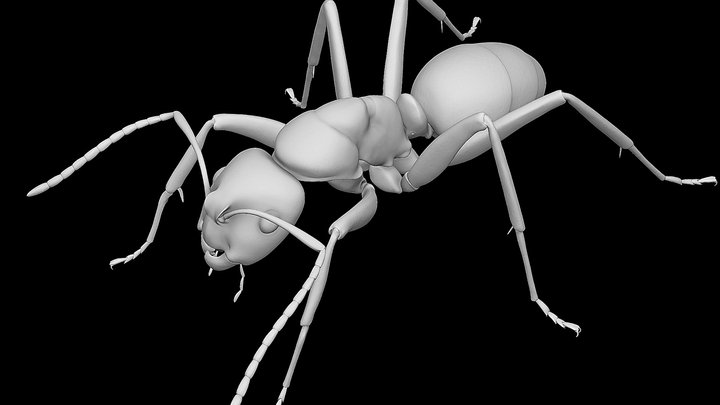 Camponotus Obscuripes 3D Model
