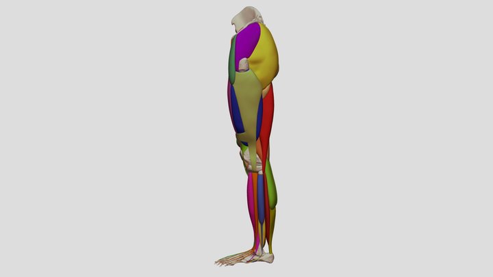 Muscles of the Lower Limb with Popliteal Fat 3D Model