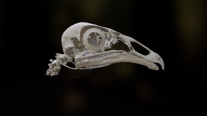 Black vulture skull 3D Model