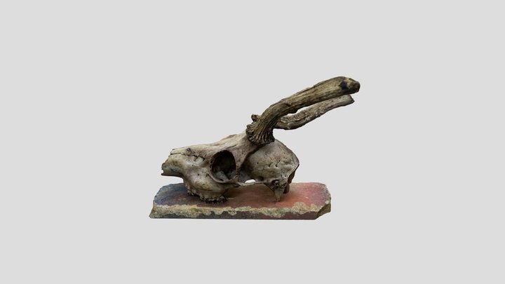 Rehbock 3D Model
