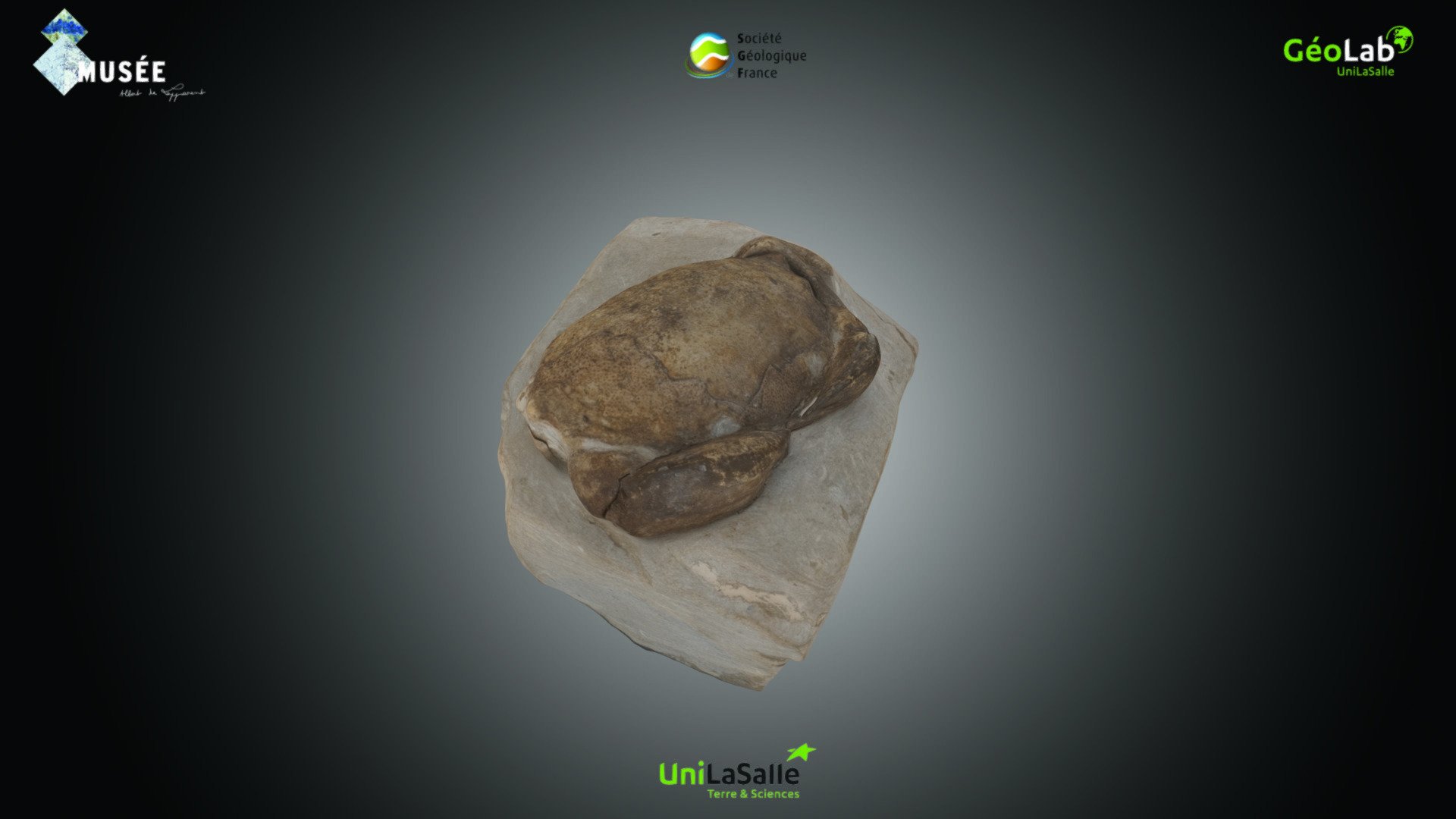 Arthropode - Harpactocarcinus sp.