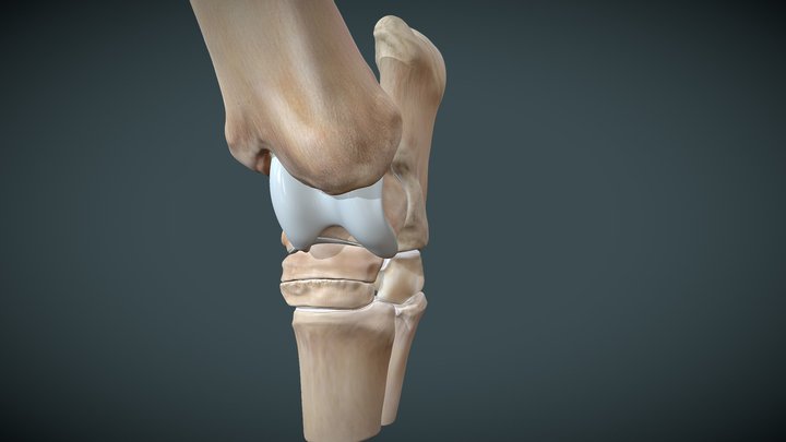 DJD Horsejoint Other Bones SF 3D Model