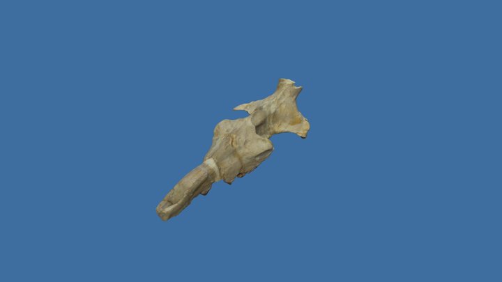 Protocetus atavus skull 3D Model