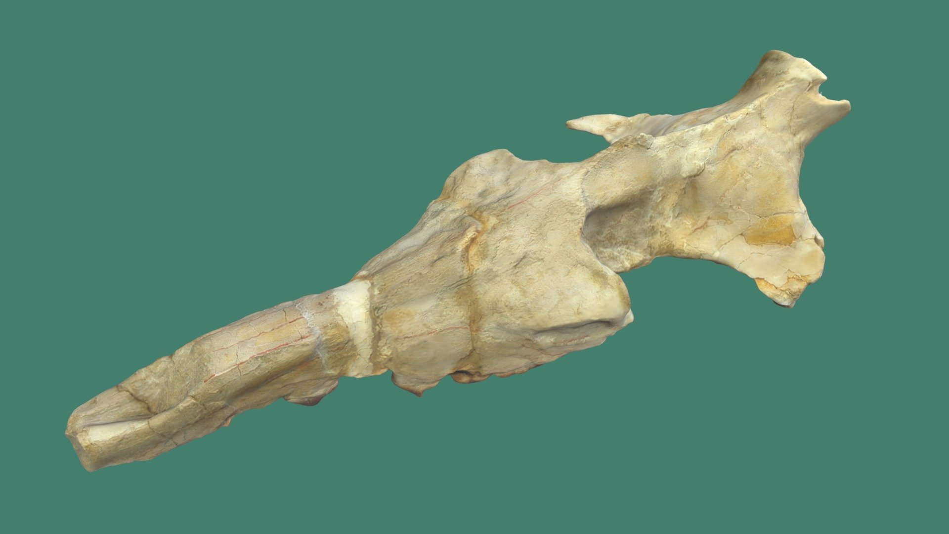 Protocetus atavus skull — Sketchfab embed 3D viewer