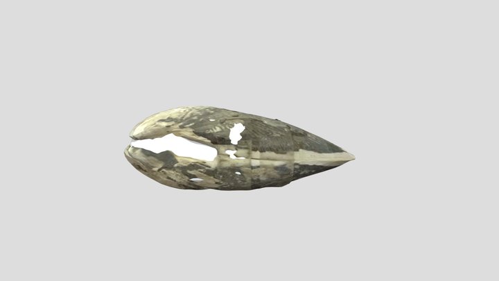 Mytilidae 3D Model