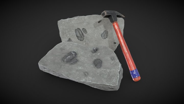 Devonian Fossil Rock Split 3D Model