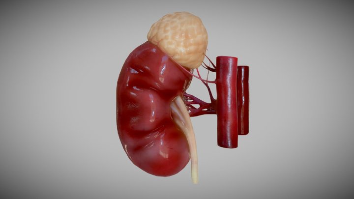 Medicine: Organ - The human kidney 3D Model