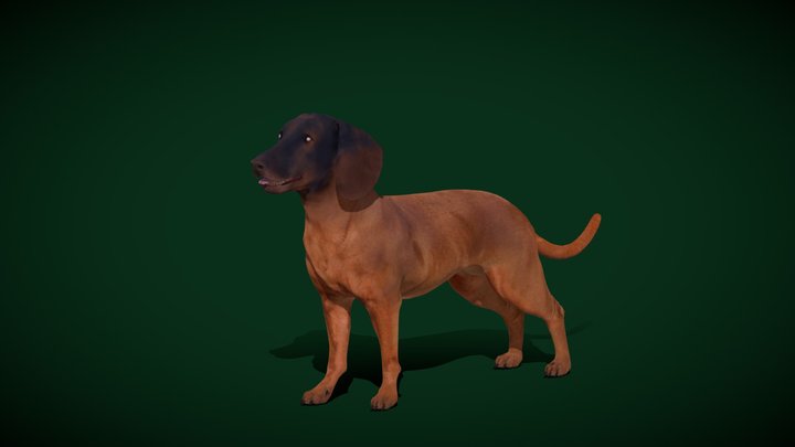 Bavarian Mountain Hound Dog Breed (Game Ready) 3D Model