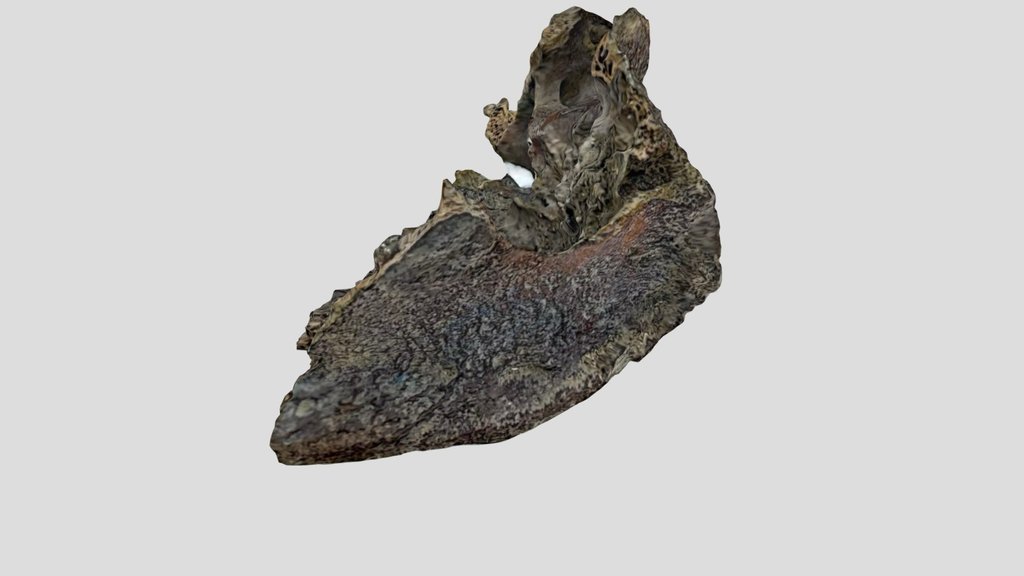 ESS-F403EB Post Medieval Animal Remains (Part 2)