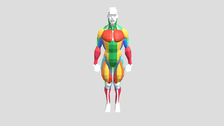 ANATOMIA 3D Model