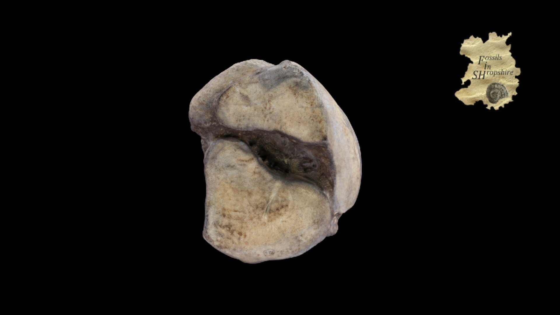 Mammoth left astralagus