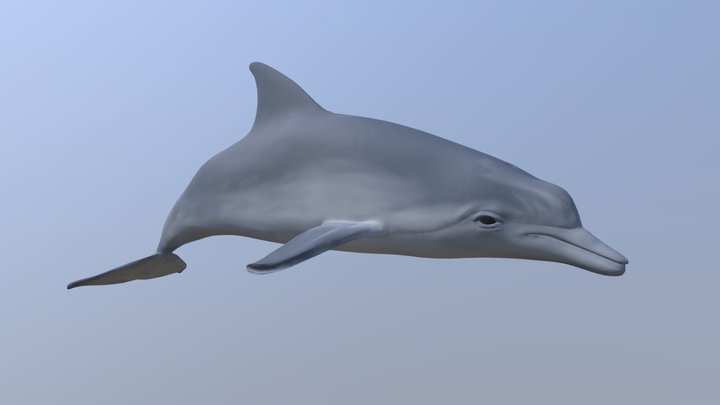 Stylized Dolphin 3D Model