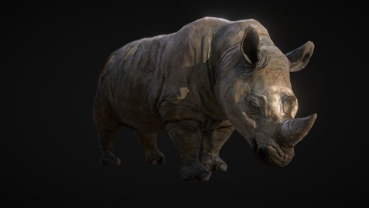 Rhinoceros 3D Model