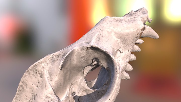 Raw Sealion Skull Scan 3D Model