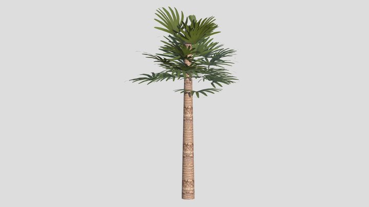 Palm Tree_03 – Free 3D Model STL
