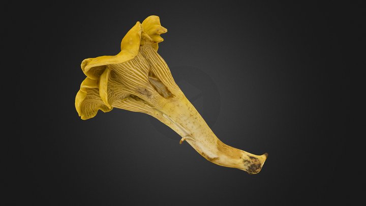 Cantharellus formosus mushroom 3D Model