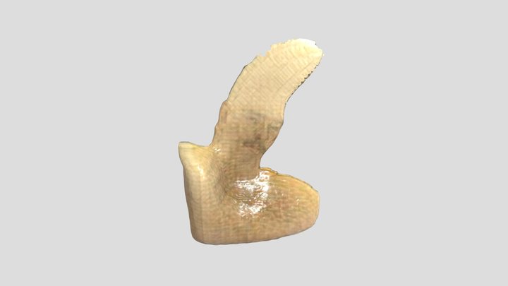 Platonomaduro 3D Model