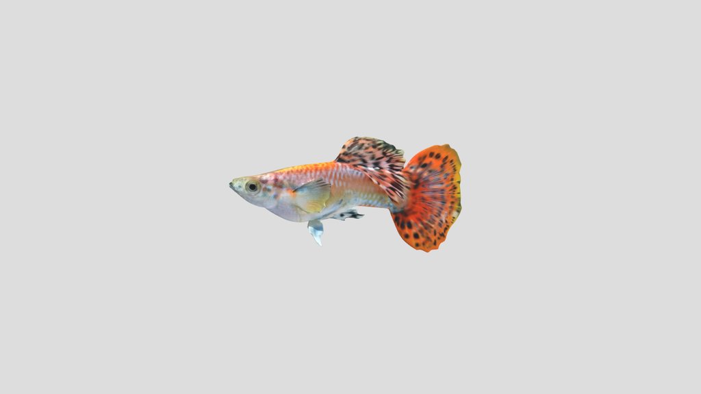 Round Tail Guppy Male
