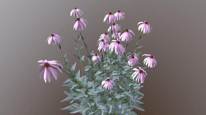 Echinacea 3D Model