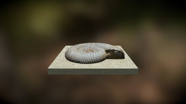 Fossil 3D Model