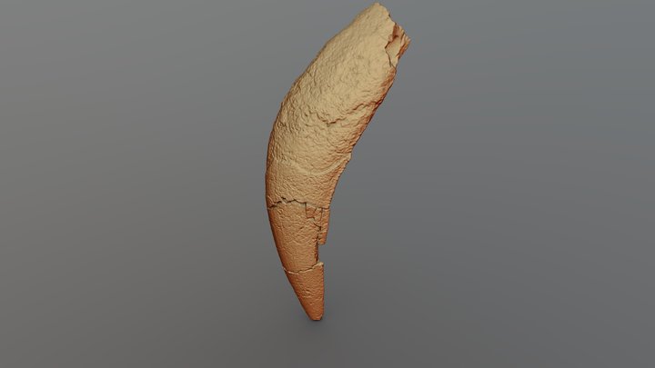 Fog_fosszília_1 3D Model
