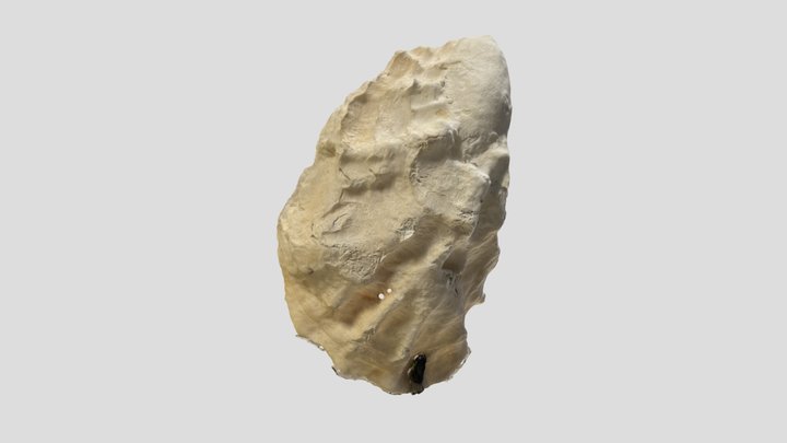 Pasific Oyster Shell 3D Model