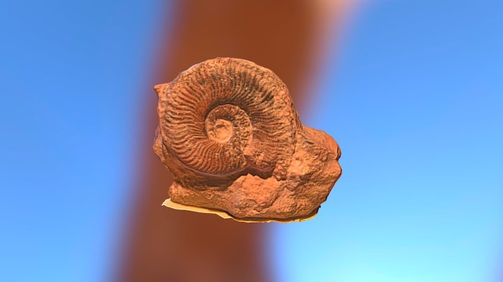 Ammonites Harpoceras 3D Model