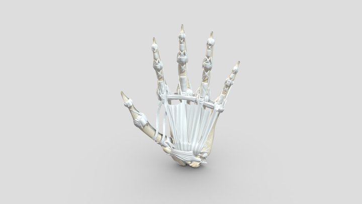 Hand Bones 3D Model
