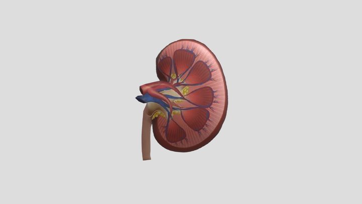 SISTEM_ORGAN_GINJAL_MANUSIA 3D Model